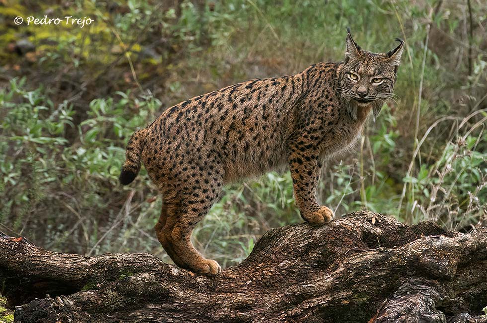 Lince iberico (Lynx pardinus)